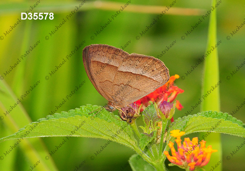 Capronnieria galesus (Satyrinae, Nymphalidae, Lepidoptera)